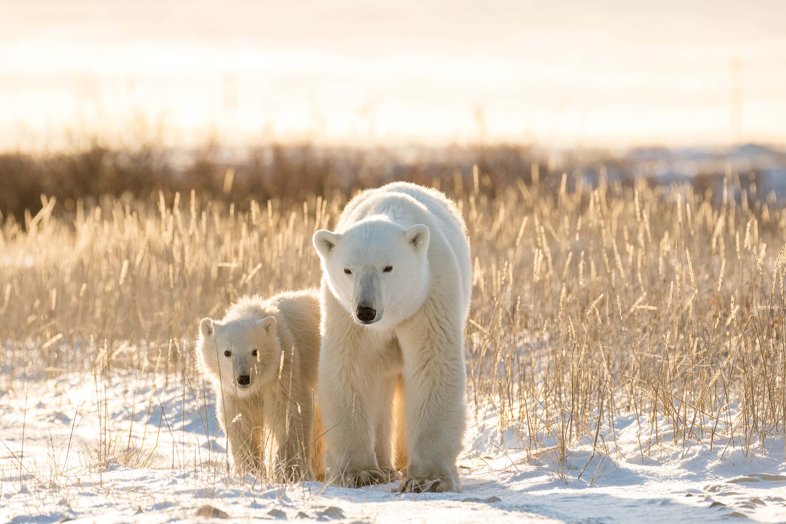 Polar bears on tundra in Arctic sunset, Churchill, Canada