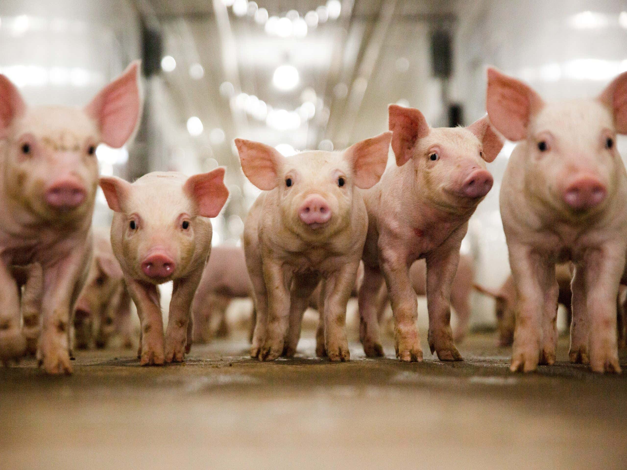 Weaning Piglets in a Hallway