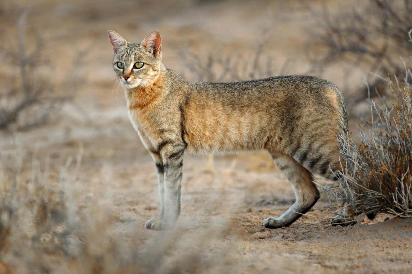 An African wild cat (Felis silvestris lybica) in the Kalahari desert, South Africa