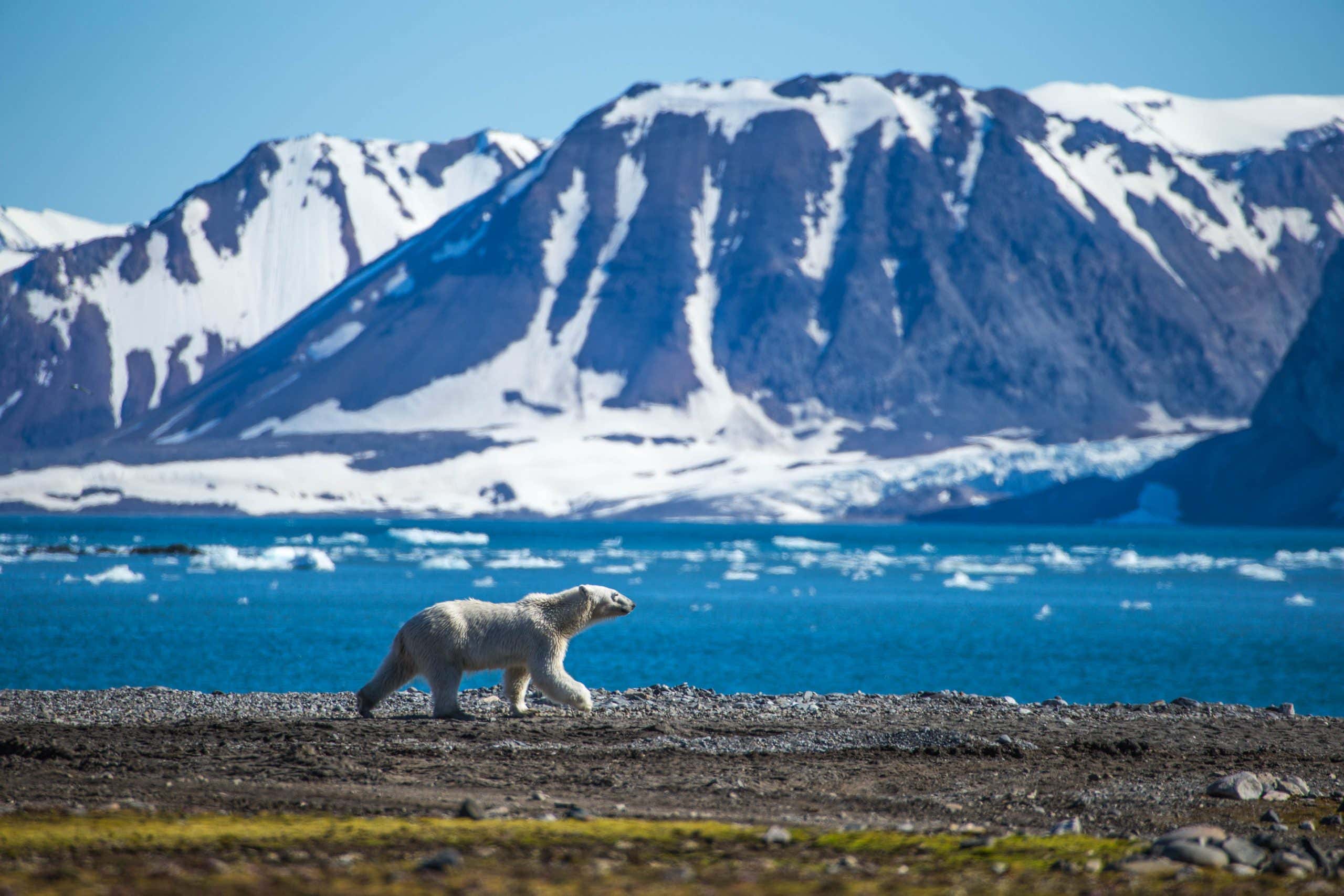 Polar bear with mountain landscape in background, south Spitsbergen, Norway